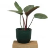 Buy Philodendron Rojo Congo – Plants from nursery nisarga