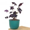 Buy Oxalis Triangularis, Purple Clover, Butterfly Plant from nursery nisarga