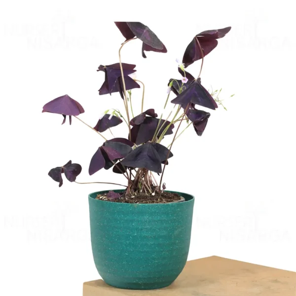 Buy Oxalis Triangularis, Purple Clover, Butterfly Plant from nursery nisarga