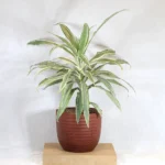 Buy Dracaena Fragrans White Jewel - plant from nursery nisarga