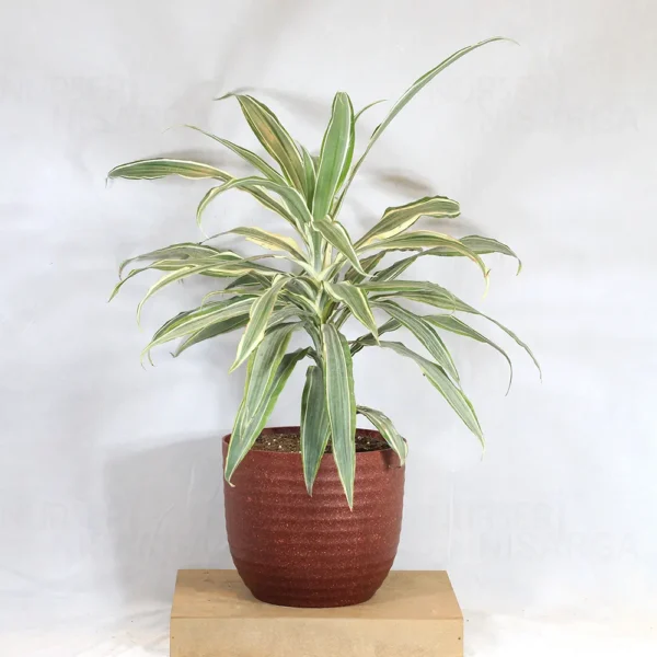 Buy Dracaena Fragrans White Jewel - plant from nursery nisarga