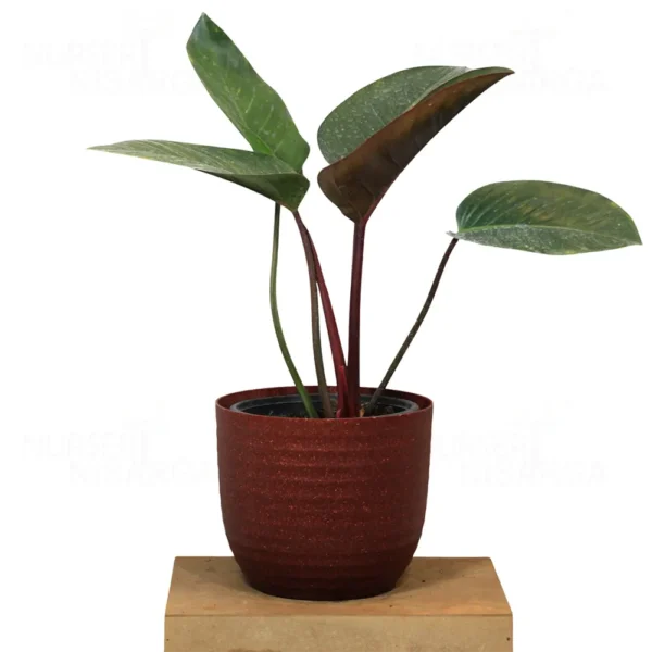 Buy Philodendron Rojo Congo – Plants from nursery nisarga