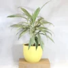 Buy Dracaena Fragrans White Jewel - plant from nursery nisarga