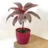 Buy Red Dracaena, Cordyline ‘Red Sister’- plant from nursery nisarga