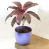 Buy Red Dracaena, Cordyline ‘Red Sister’- plant from nursery nisarga