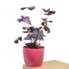 Buy Oxalis Triangularis, Purple Clover, Butterfly Plant from nursery nisarga