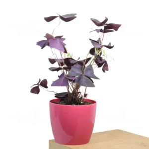 Buy Oxalis Triangularis, Purple Clover, Butterfly Plant from nursery nisarga