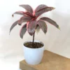 Buy Red Dracaena, Cordyline ‘Red Sister’- plant from nursery nisarga