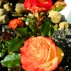 Buy Rose "Rosa Charisma" - Plant from nursery nisarga