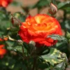 Buy Rose "Rosa Charisma" - Plant from nursery nisarga