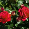 Buy Rose "Rosa Charisma" - Plant from nursery nisarga