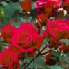 Buy Rose "Rosa Charisma" - Plant from nursery nisarga