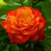 Buy Rose "Rosa Charisma" - Plant from nursery nisarga