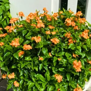 Buy Aboli (Crossandra Infundibuliformis) "Firecracker Flower" - Plant from nursery nisarga