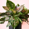 Buy Aglaonema "Pink Dalmatian" - Plant From Nursery Nisarga