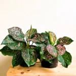 Buy Aglaonema "Pink Dalmatian" - Plant From Nursery Nisarga