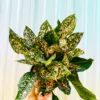 Buy Aglaonema "Pink Dalmatian" - Plant From Nursery Nisarga