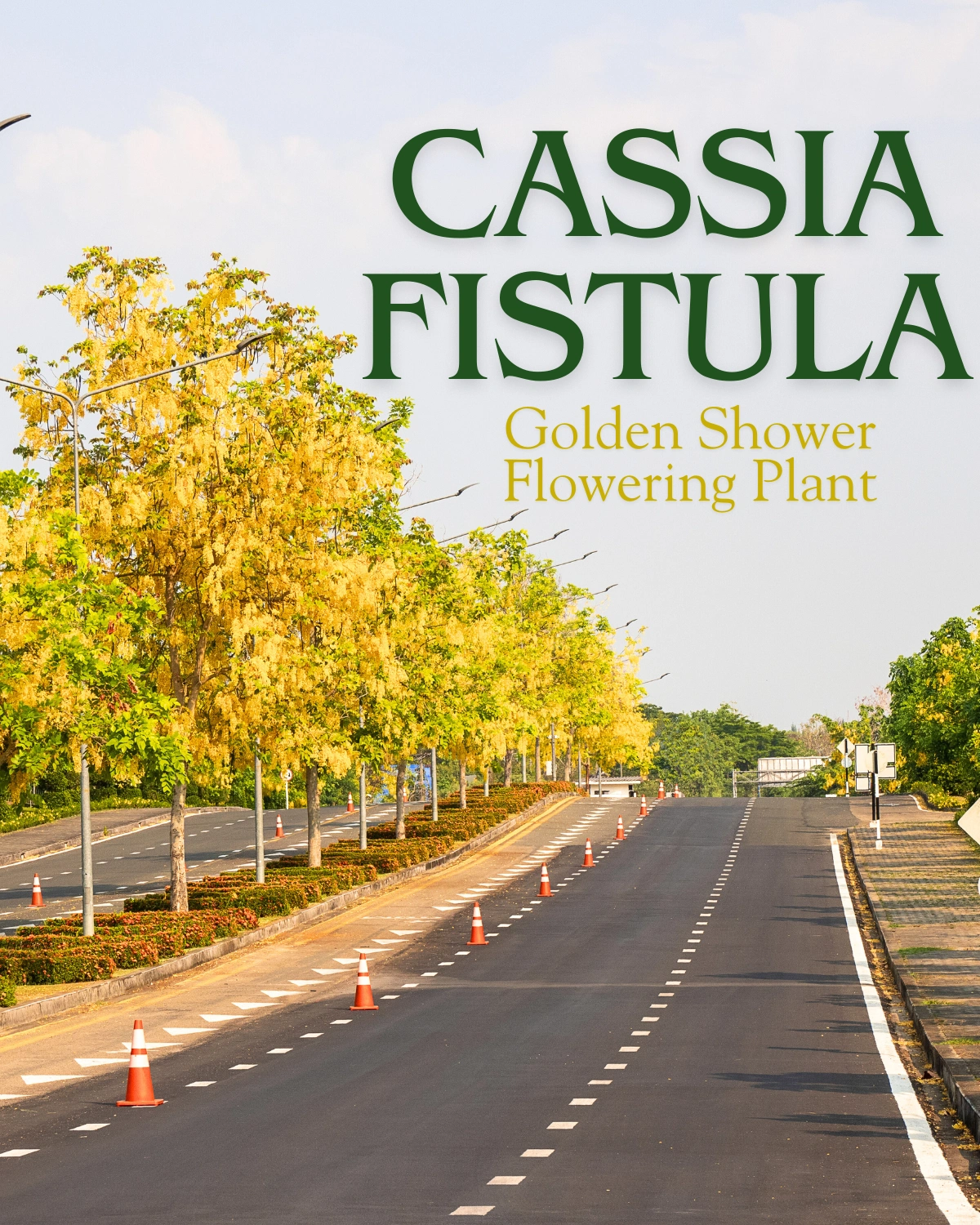 Buy Amaltas, Cassia fistula, Golden shower – Plant from nursery nisarga