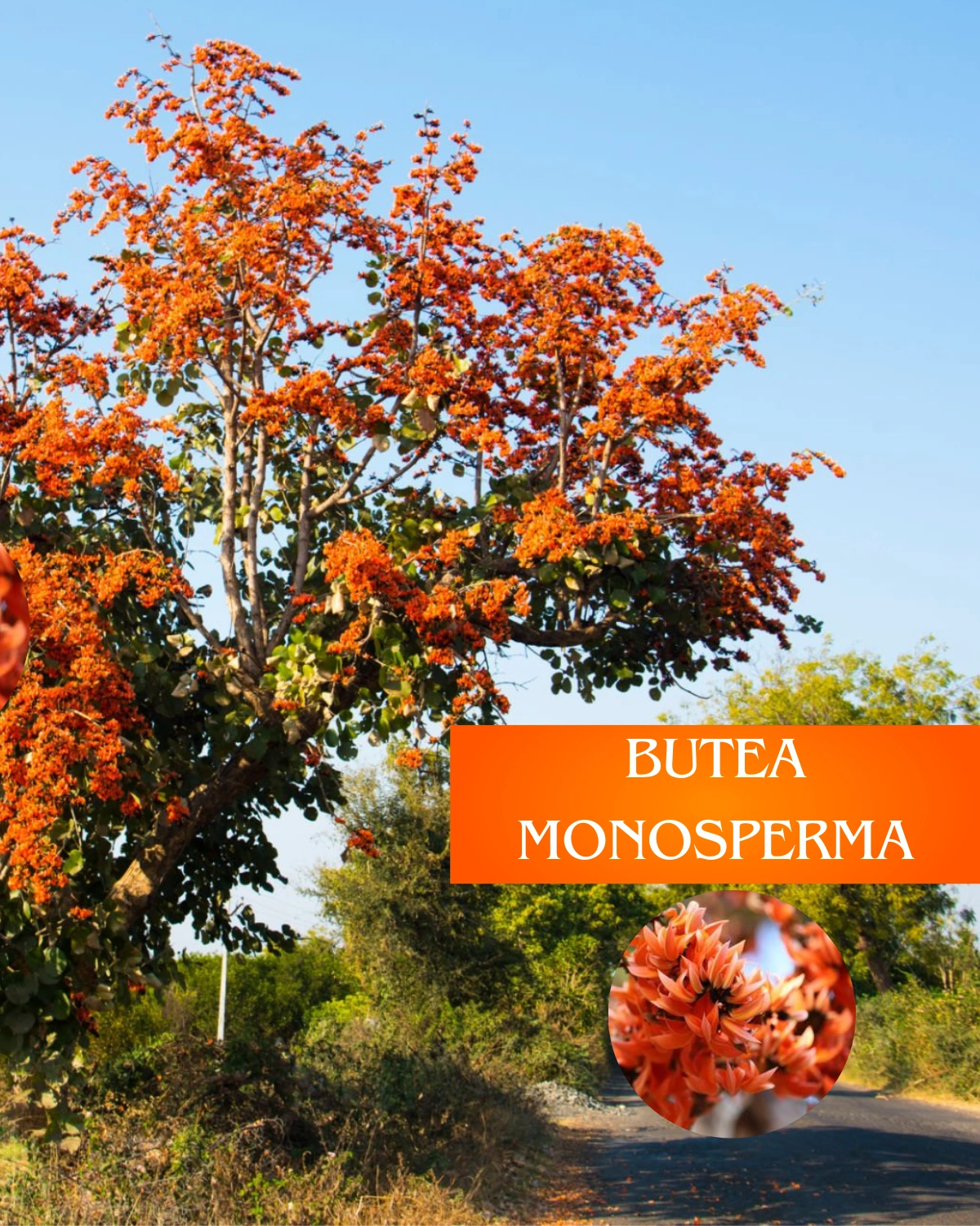 Buy Palash “Tesu”, Butea monosperma, Flame of Forest From Nursery Nisarga