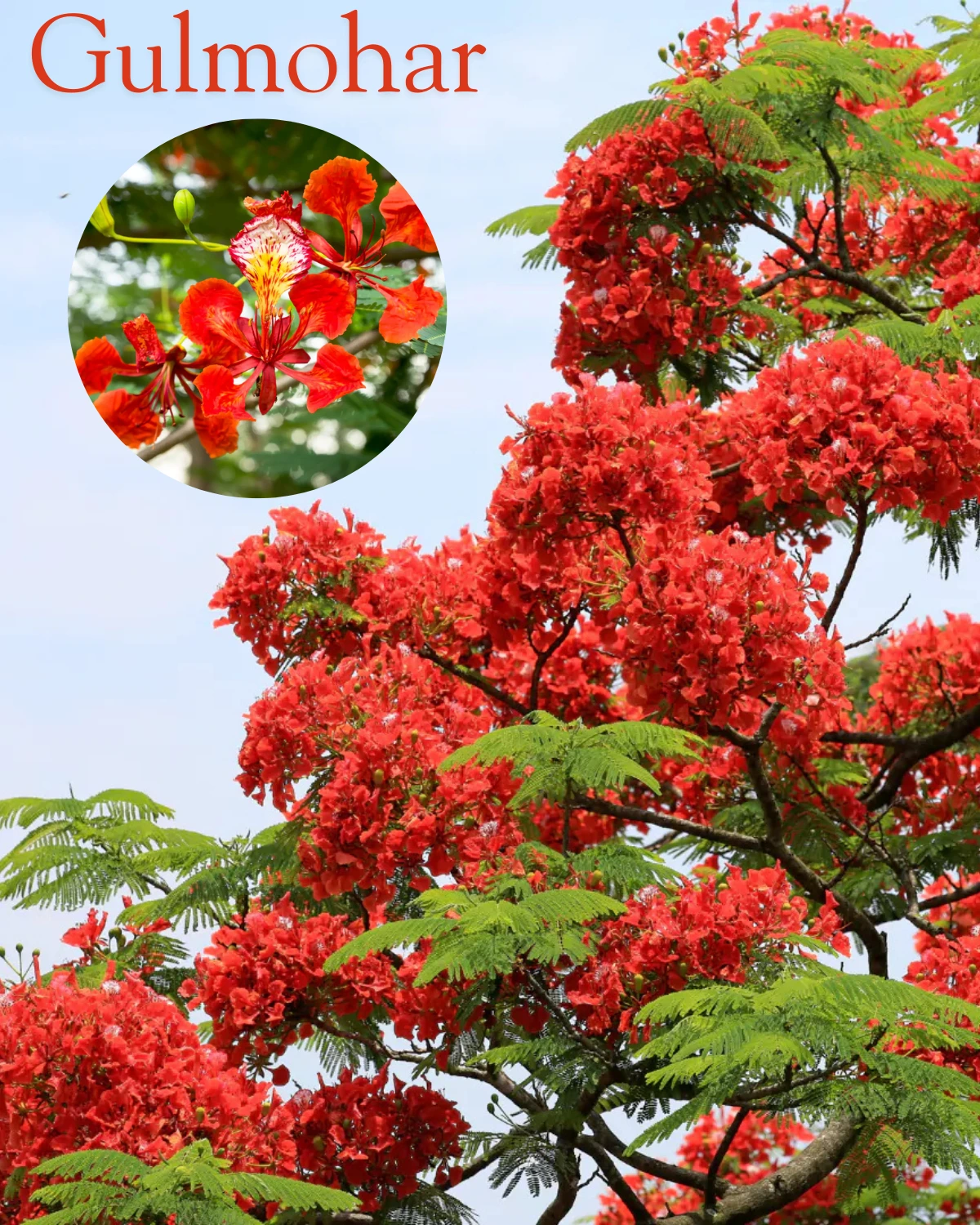 Buy Gulmohar (Delonix Regia) From Nursery Nisarga