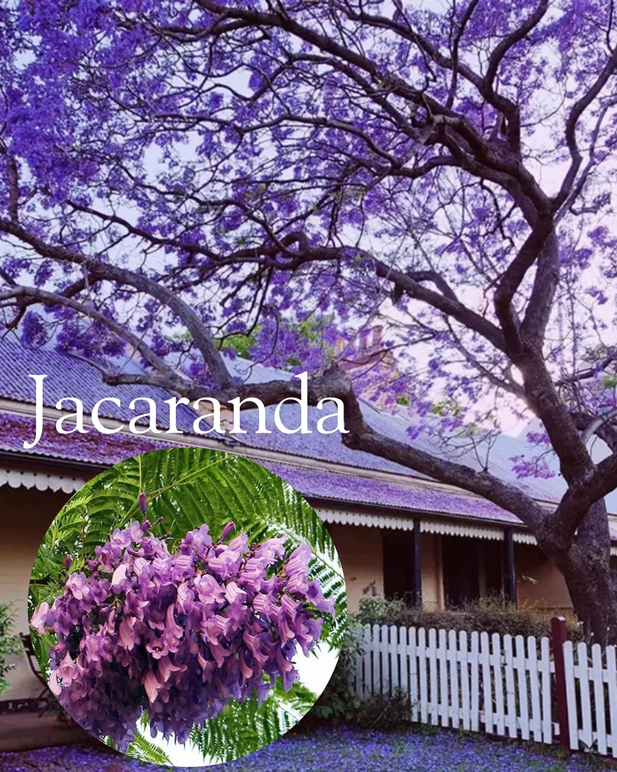 Buy Jacaranda Mimosifolia, Neel Mohar from Nursery NIsarga