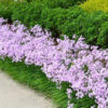 Buy Garlic Lily (Tulbaghia Violacea) - Plant from Nursery Nisaraga