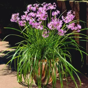 Buy Garlic Lily (Tulbaghia Violacea) - Plant from Nursery Nisaraga