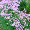 Buy Garlic Lily (Tulbaghia Violacea) - Plant from Nursery Nisaraga