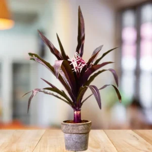 Buy Giant Crinum Lily "Crinum Asiaticum" - Plant From Nursery Nisarga