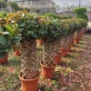 Buy Netted Ficus Tree (Grided Ficus) “Round Shape” – Plant from Nursery Nisarga