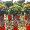 Buy Netted Ficus Tree (Grided Ficus) “Round Shape” – Plant from Nursery Nisarga