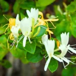 Buy Honeysuckle Vine "Lonicera Japonica" - Plant from nursery nisarga