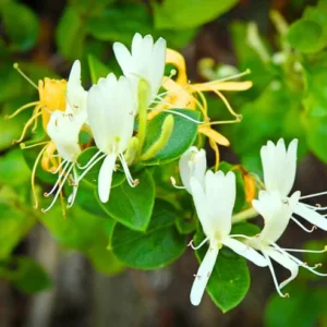 Buy Honeysuckle Vine "Lonicera Japonica" - Plant from nursery nisarga