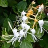 Buy Honeysuckle Vine "Lonicera Japonica" - Plant from nursery nisarga