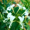 Buy Honeysuckle Vine "Lonicera Japonica" - Plant from nursery nisarga