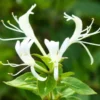 Buy Honeysuckle Vine "Lonicera Japonica" - Plant from nursery nisarga