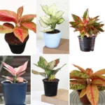 Buy Hybrid Aglaonema "Pack of 6" - Plant from nursery nisarga