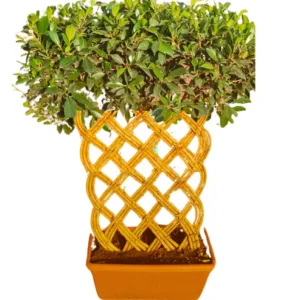 Buy Netted Ficus Tree (Grided Ficus) "4 Layer" - Plant From nursery nisarga