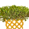 Buy Netted Ficus Tree (Grided Ficus) "4 Layer" - Plant From nursery nisarga