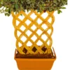 Buy Netted Ficus Tree (Grided Ficus) "4 Layer" - Plant From nursery nisarga