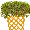 Buy Netted Ficus Tree (Grided Ficus) "4 Layer" - Plant From nursery nisarga