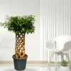 Buy Netted Ficus Tree (Grided Ficus) "Round Shape" - Plant from nursery nisarga