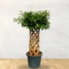 Buy Netted Ficus Tree (Grided Ficus) "Round Shape" - Plant from nursery nisarga