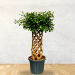 Buy Netted Ficus Tree (Grided Ficus) "Round Shape" - Plant from nursery nisarga