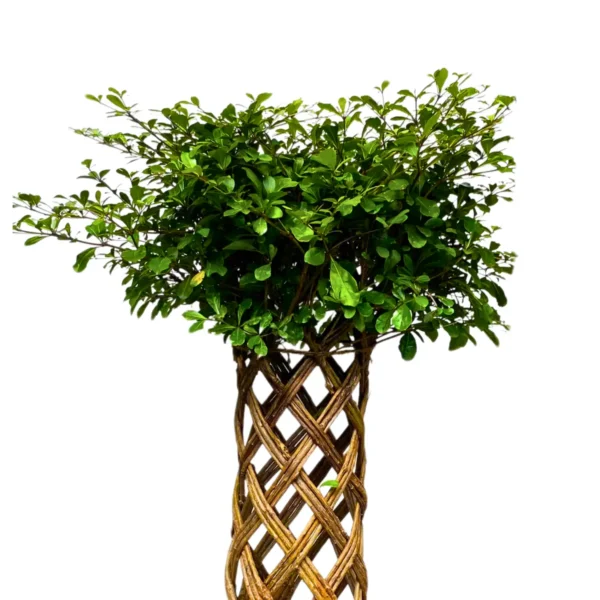 Buy Netted Ficus Tree (Grided Ficus) "Round Shape" - Plant from nursery nisarga