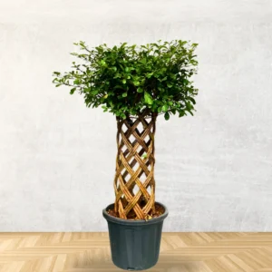 Buy Netted Ficus Tree (Grided Ficus) "Round Shape" - Plant from nursery nisarga