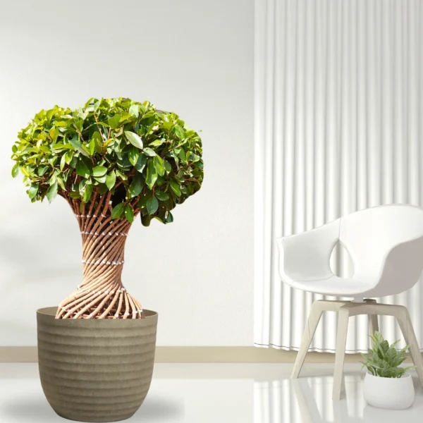 Buy Netted Twisted Ficus (Ficus Benjamina) - Plant from nursery nisarga