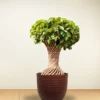 Buy Netted Twisted Ficus (Ficus Benjamina) - Plant from nursery nisarga