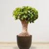 Buy Netted Twisted Ficus (Ficus Benjamina) - Plant from nursery nisarga