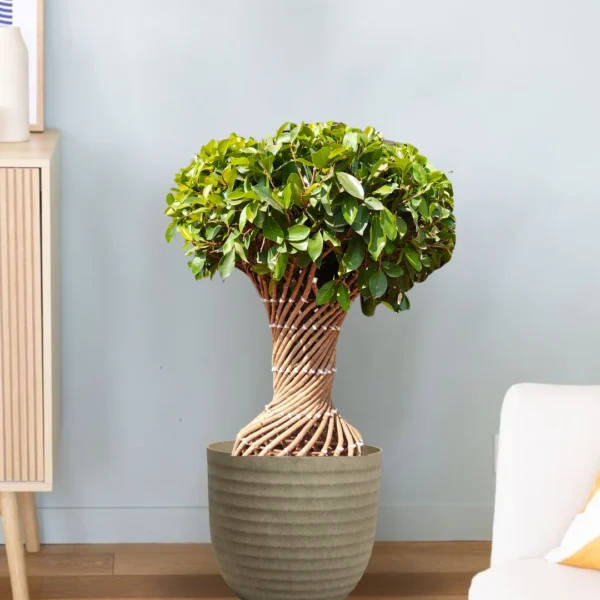 Buy Netted Twisted Ficus (Ficus Benjamina) - Plant from nursery nisarga